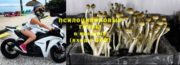 ПСИЛОЦИБИНОВЫЕ ГРИБЫ Армянск